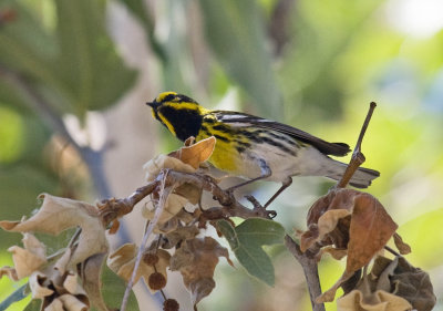 Townsend's Warbler