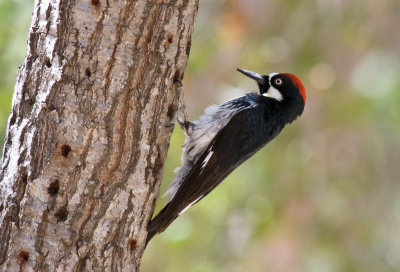 Acorn Woodpecker