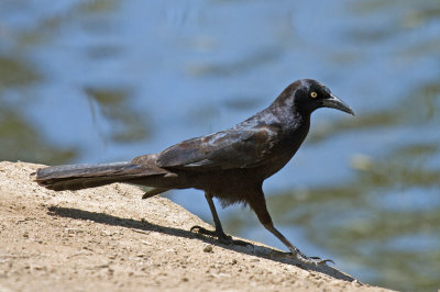 Great-tailed Grackle