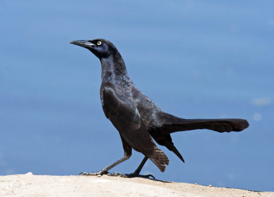 Blackbird-like Songbirds