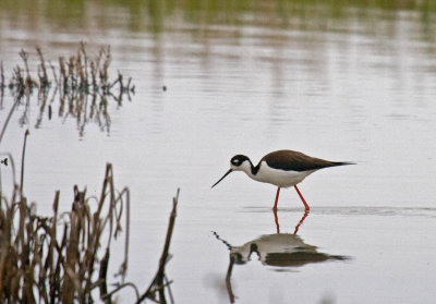 Black-necked Stilt