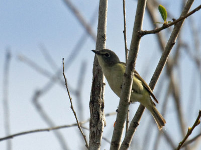 Cassin's Vireo