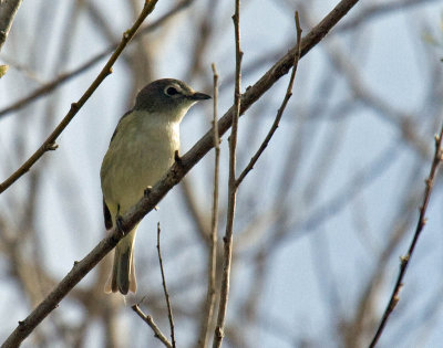 Cassin's Vireo