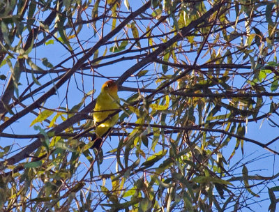 Western Tanager