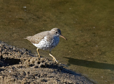 Spotted Sandpiper