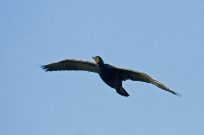 Double-crested Cormorant