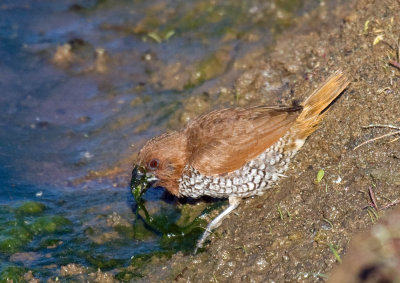 Scaly-breasted Munia