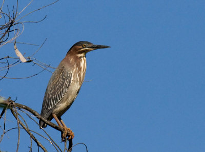 Green Heron