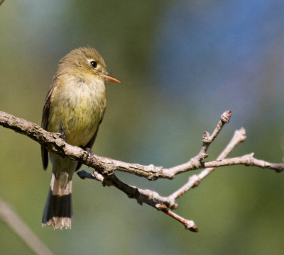 Pacific-slope Flycatcher