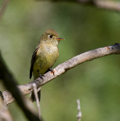 Pacific-slope Flycatcher