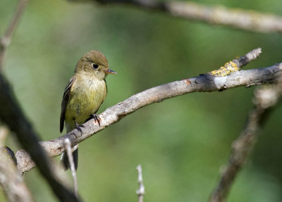 Pacific-slope Flycatcher