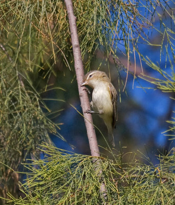 Warbling Vireo