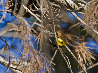 Hermit Warbler