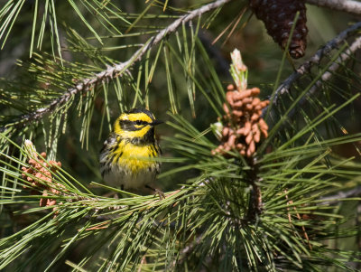 Townsend's Warbler