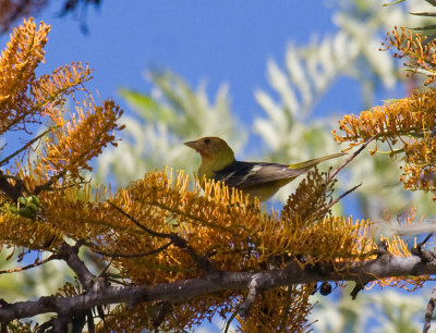 Western Tanager