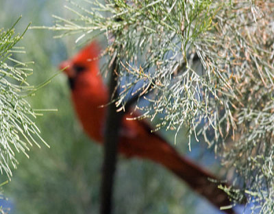 Northern Cardinal