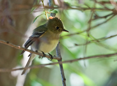 Pacific-slope Flycatcher