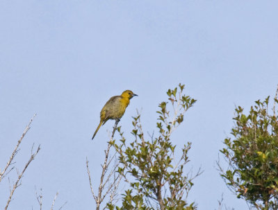 Hooded Oriole