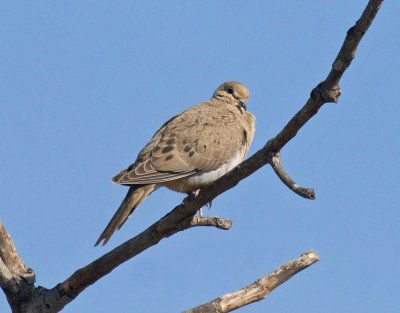 Mourning Dove