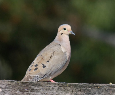 Mourning Dove