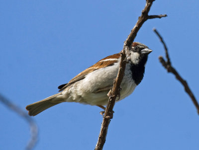 House Sparrow