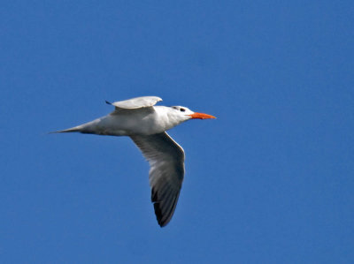 Royal Tern