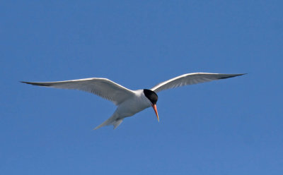 Elegant Tern