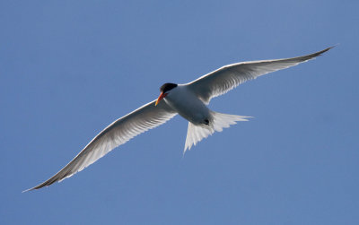 Elegant Tern