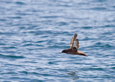 Sooty Shearwater