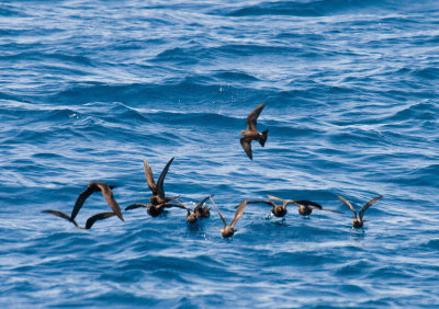 Townsend's over 7 Black and 3 Ashy Storm-Petrels