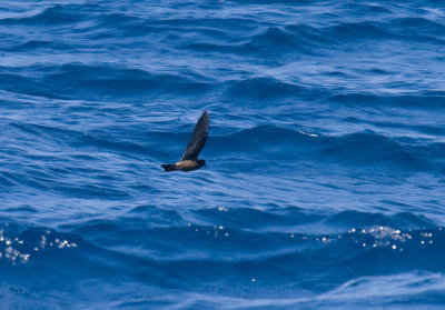 Ashy Storm-Petrel