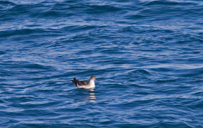 Black-vented Shearwater