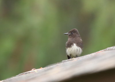 Black Phoebe