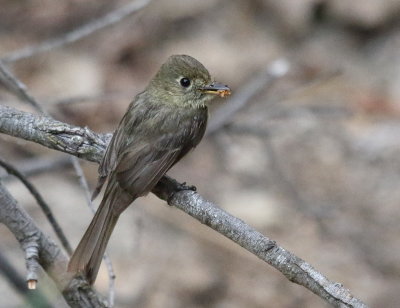 Pacific-slope Flycatcher