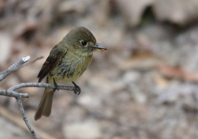 Pacific-slope Flycatcher