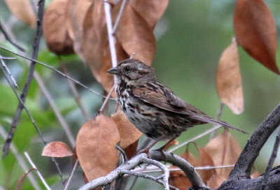 Song Sparrow