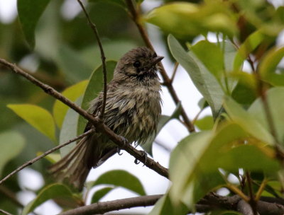 Hutton's Vireo