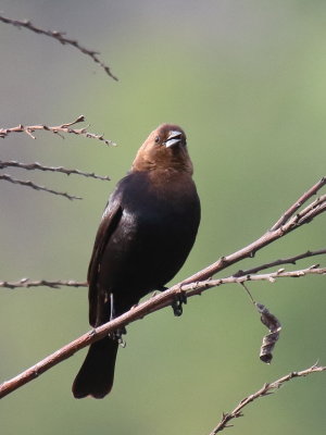 Brown-headed Cowbird