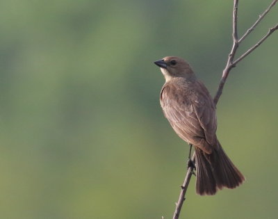 Brown-headed Cowbird