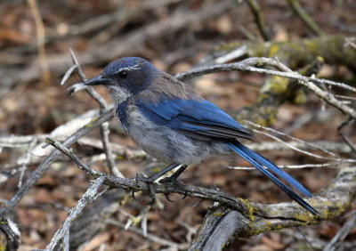 California Scrub-Jay