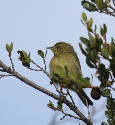 Orange-crowned Warbler