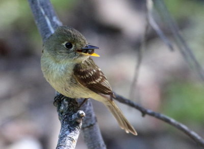 Pacific-slope Flycatcher