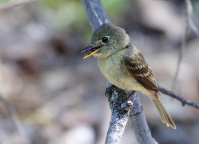 Pacific-slope Flycatcher