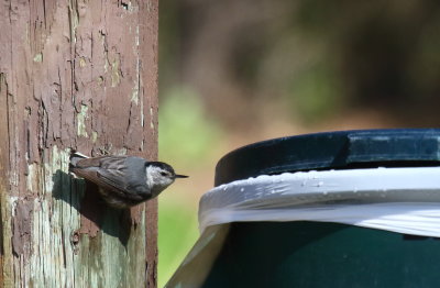 White-breasted Nuthatch