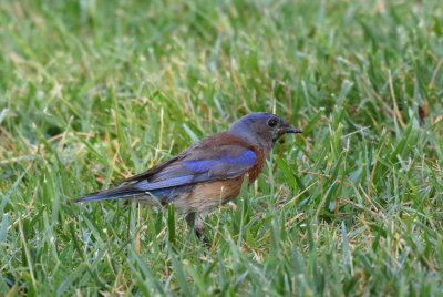 Western Bluebird