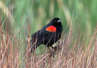 Red-winged Blackbird