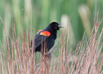 Red-winged Blackbird