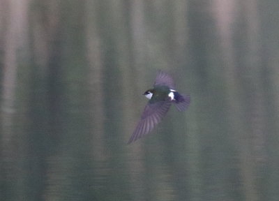 Violet-green Swallow