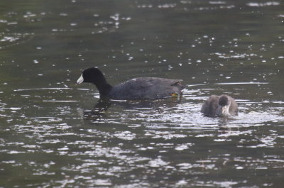 American Coot