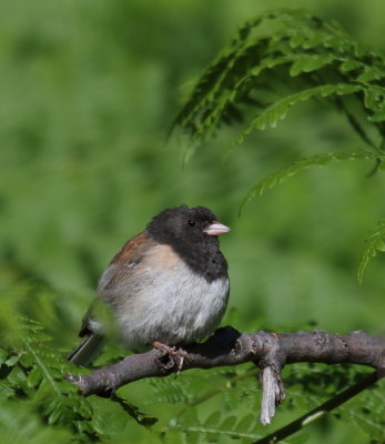 Dark-eyed Junco